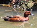 Cinnamon Teal (WWT Slimbridge May 2013) - pic by Nigel Key